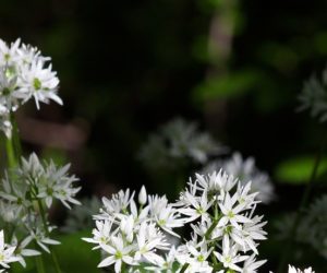 Les plantes, fleurs et fruits sauvages comestibles !