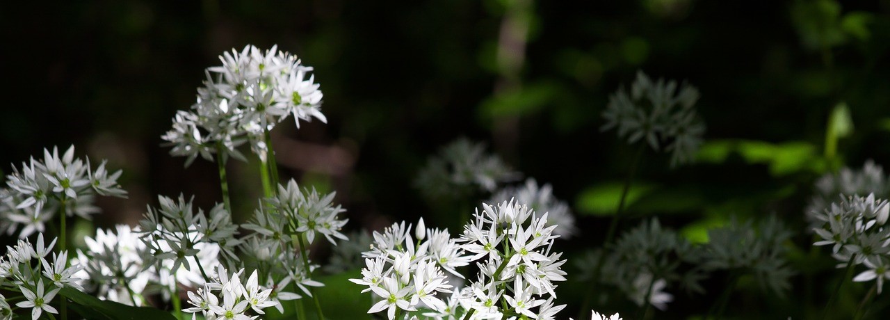 Sablés floraux aux fleurs comestibles - Plantes Sauvages Comestibles